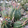 Euphorbia ferox