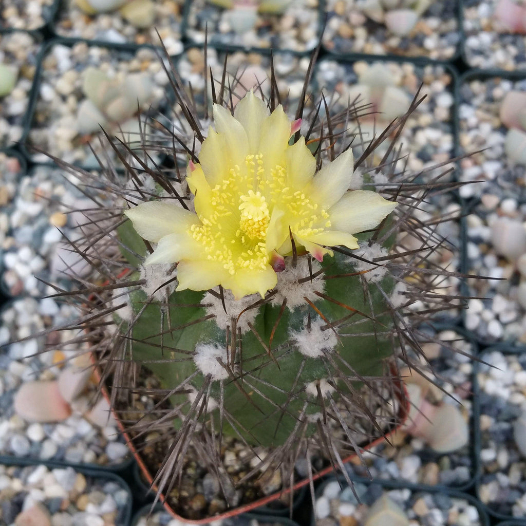 Copiapoa montana