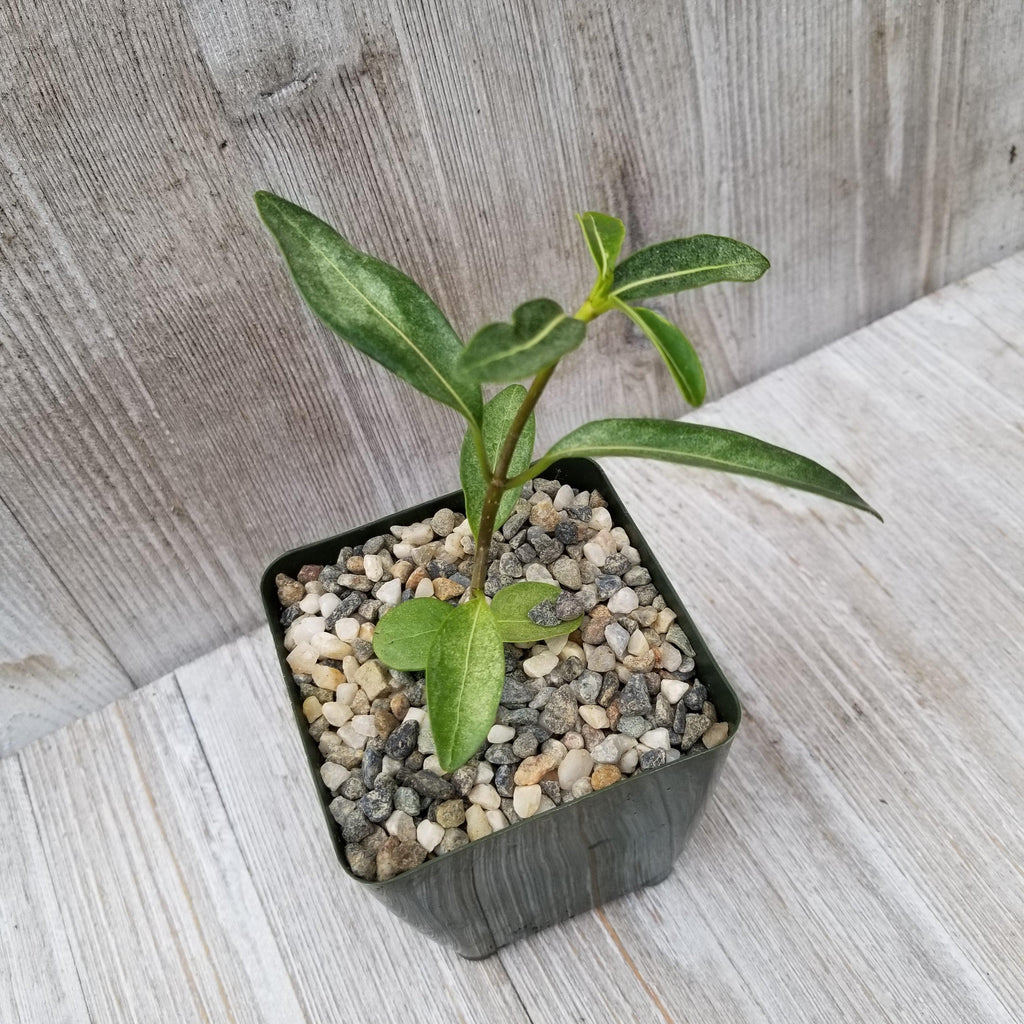 Madagascar Jasmine – Stephanotis floribunda