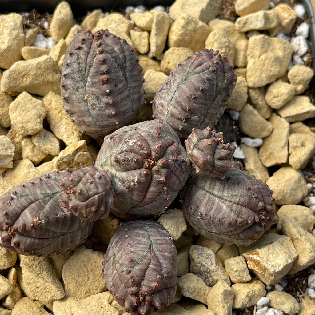Euphorbia pseudoglobosa