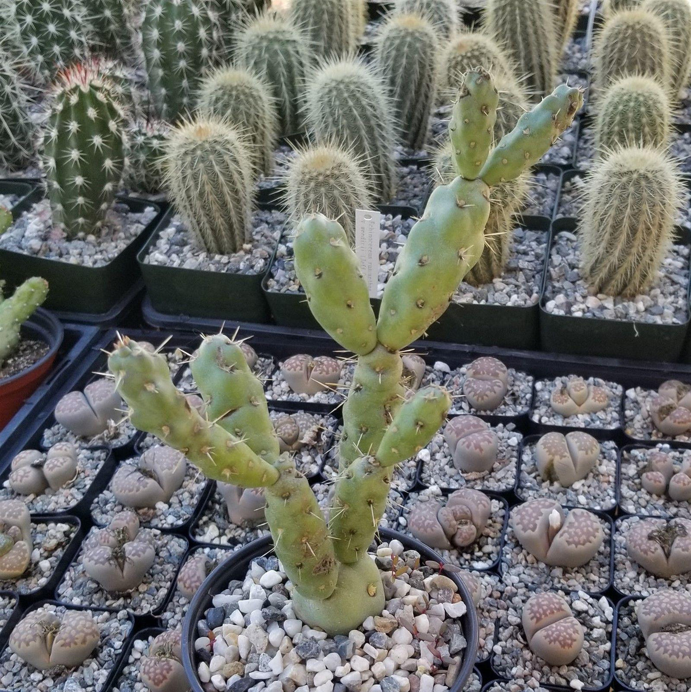 Cylindropuntia Imbricata cholla unrooted cuttings