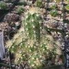 Echinocereus sanpedroensis