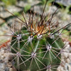 Saguaro Cactus &