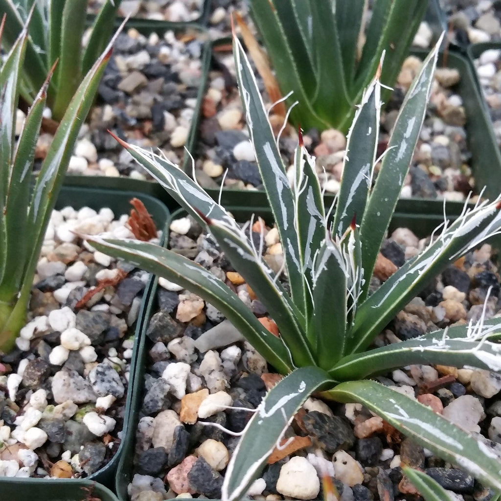 Agave toumeyana bella