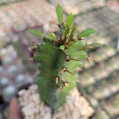 Euphorbia acrurensis abyssinia Desert Candle