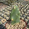 Opuntia quimilo