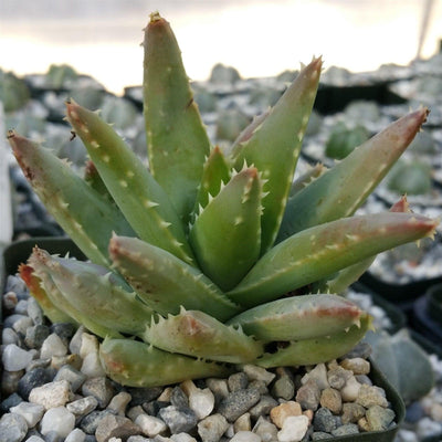 crocodile succulent Shop 'Crocodile Plant - Aloe brevifolia' Care and Growing Guide