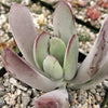 Cotyledon white sprite