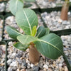 Adenium Obesum Shada