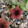 Huernia saudi arabica