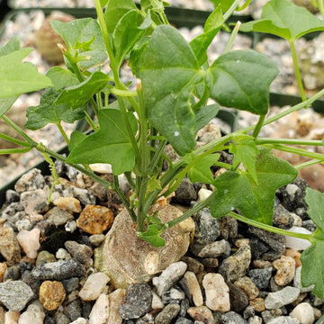 herbaceous woody and succulent plants Shop For Momordica Boivinii | Climbing Succulent
