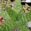 Aloe maculata – Soap Aloe