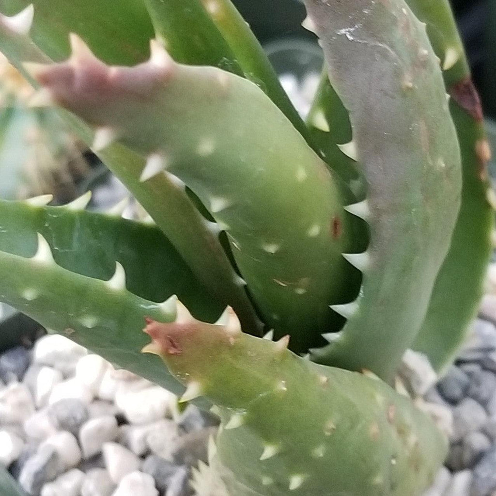 Aloe t-rex