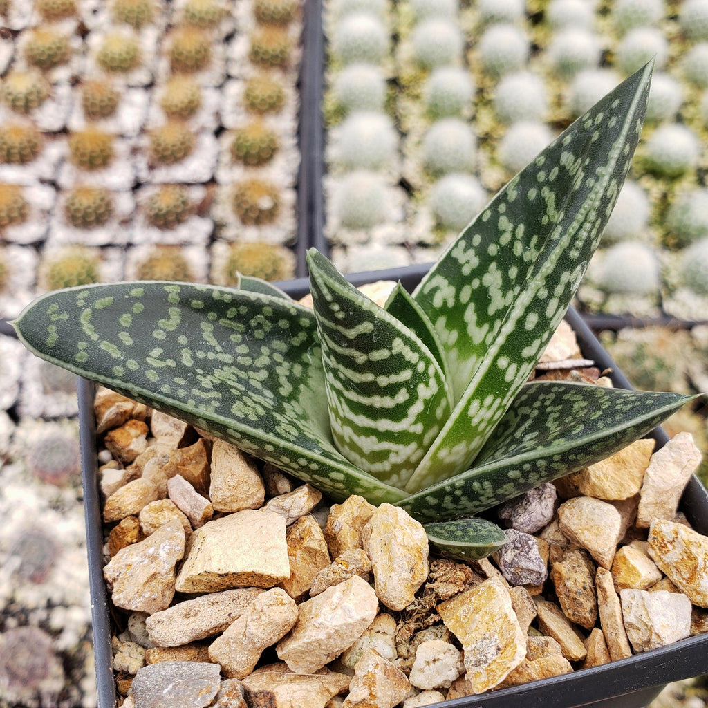 Gasteraloe Tiki Zilla