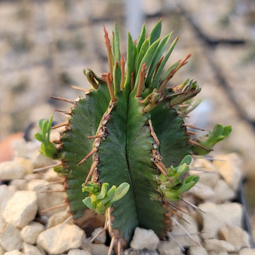 succulents with thorns bud shape Euphorbia aggregata