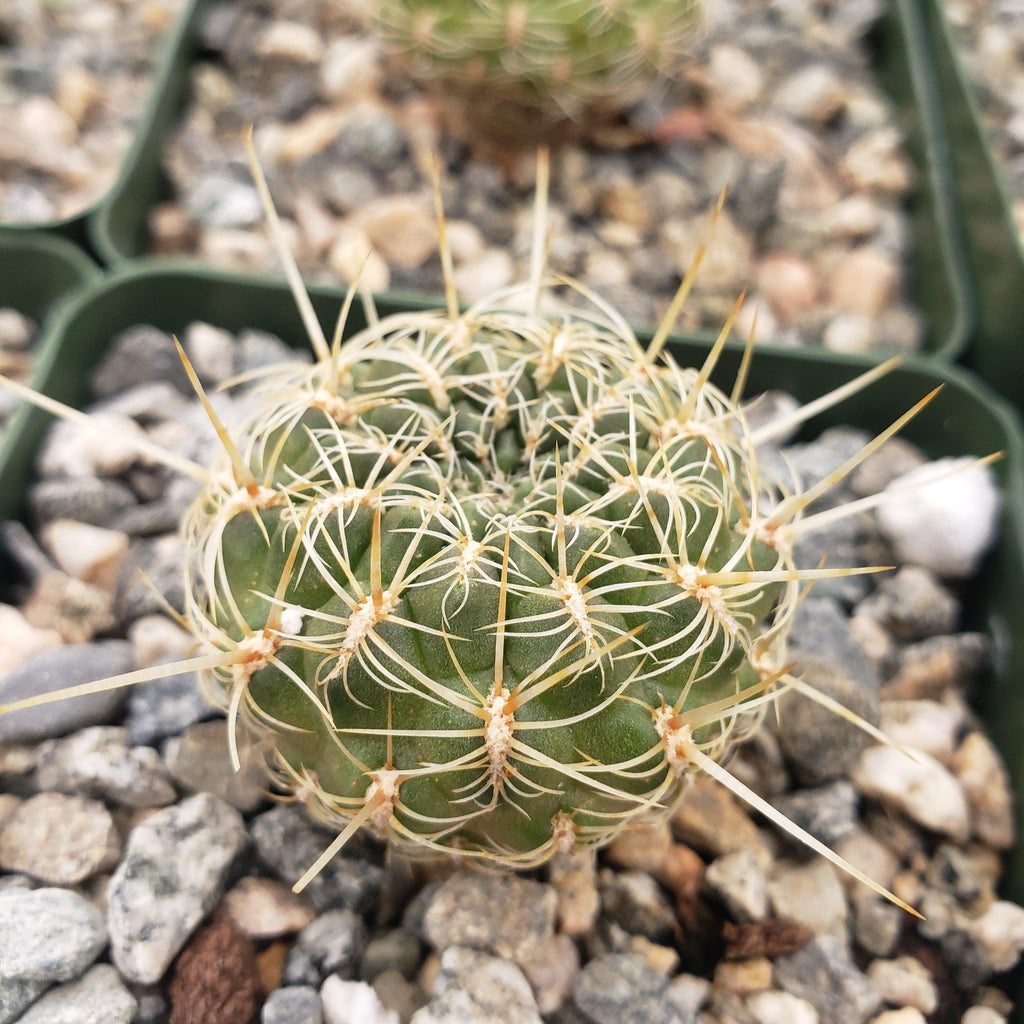 Sulcorebutia steinbachii veronikae