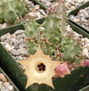 Huernia thuretii var Primulina