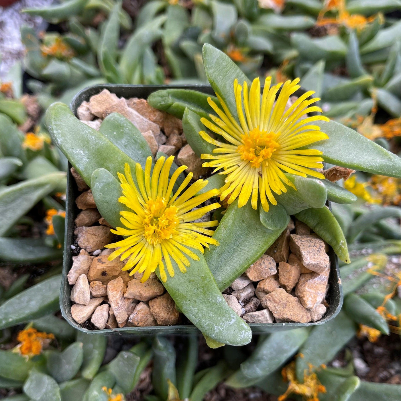 succulent with yellow blooms Glottidhyllum suave