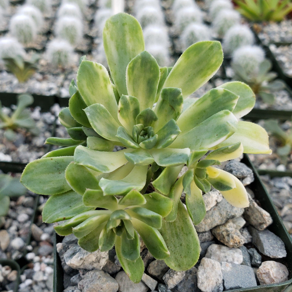 Aeonium castello paivae variegata Suncup
