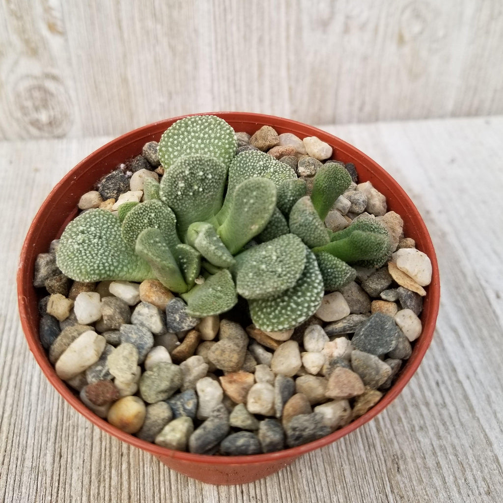 Aloinopsis villetii