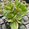 Crassula oblicua Lemon n Lime