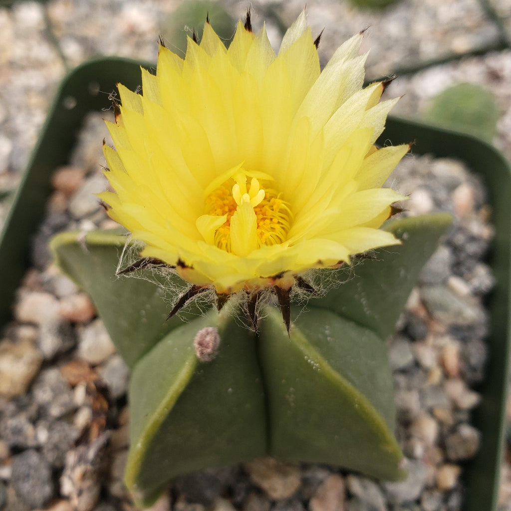 Astrophytum myriostigma var. nudum