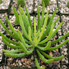 Senecio vitalis