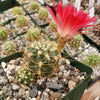 Lobivia Echinopsis hertrichiana