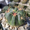 Ferocactus macrodiscus