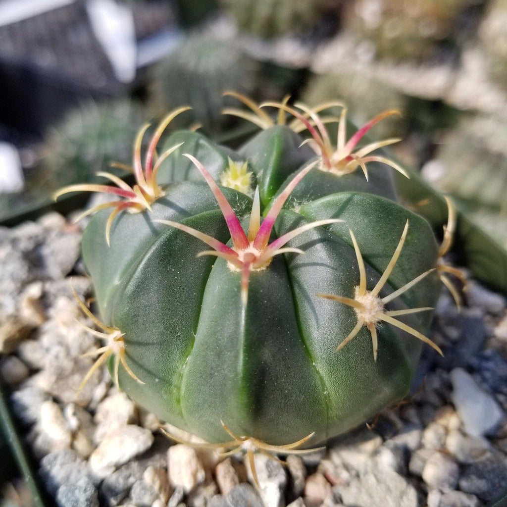 Ferocactus macrodiscus