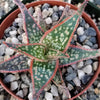 Aloe Hybrid