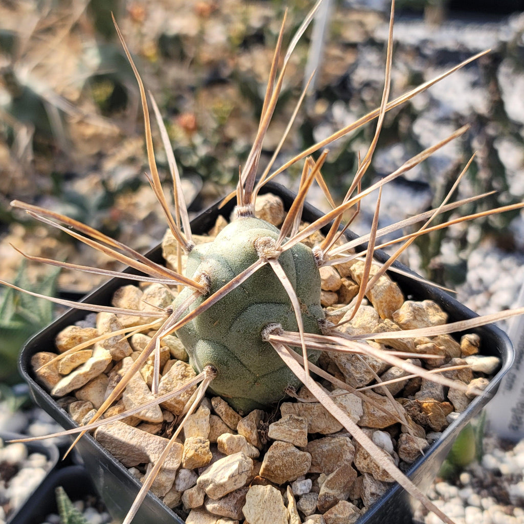 Tephrocactus aoracanthus
