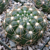 Notocactus crassigibbus