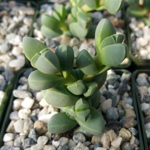 Corpuscularia lehmannii