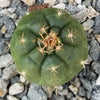 Matucana oreodoxa