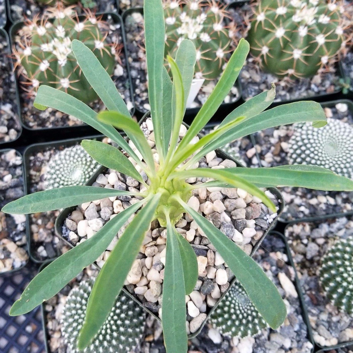 Euphorbia pubiglans