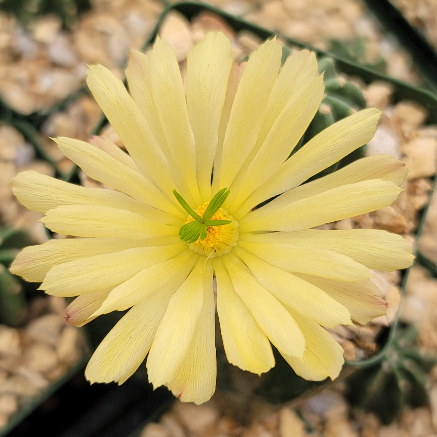 Echinocereus subinermis