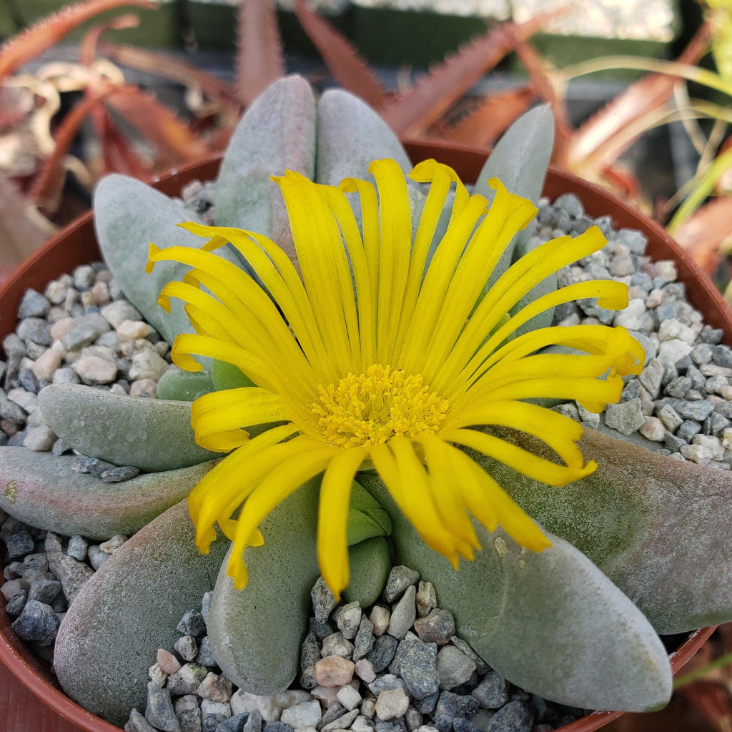Glottiphyllum oligocarpum