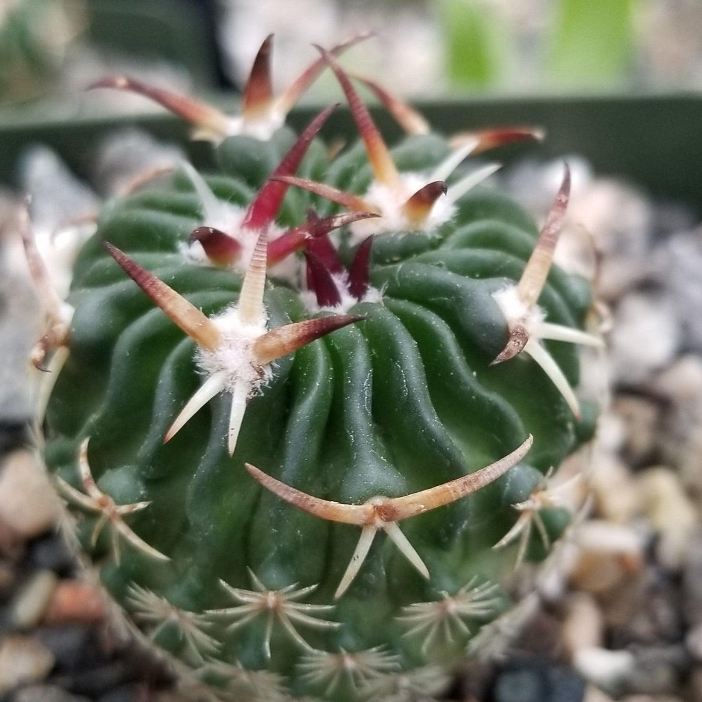 Echinofossulocactus phyllacanthus v. violaciflora