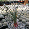 Desert Spoon Plant ‘Dasylirion wheeleri’