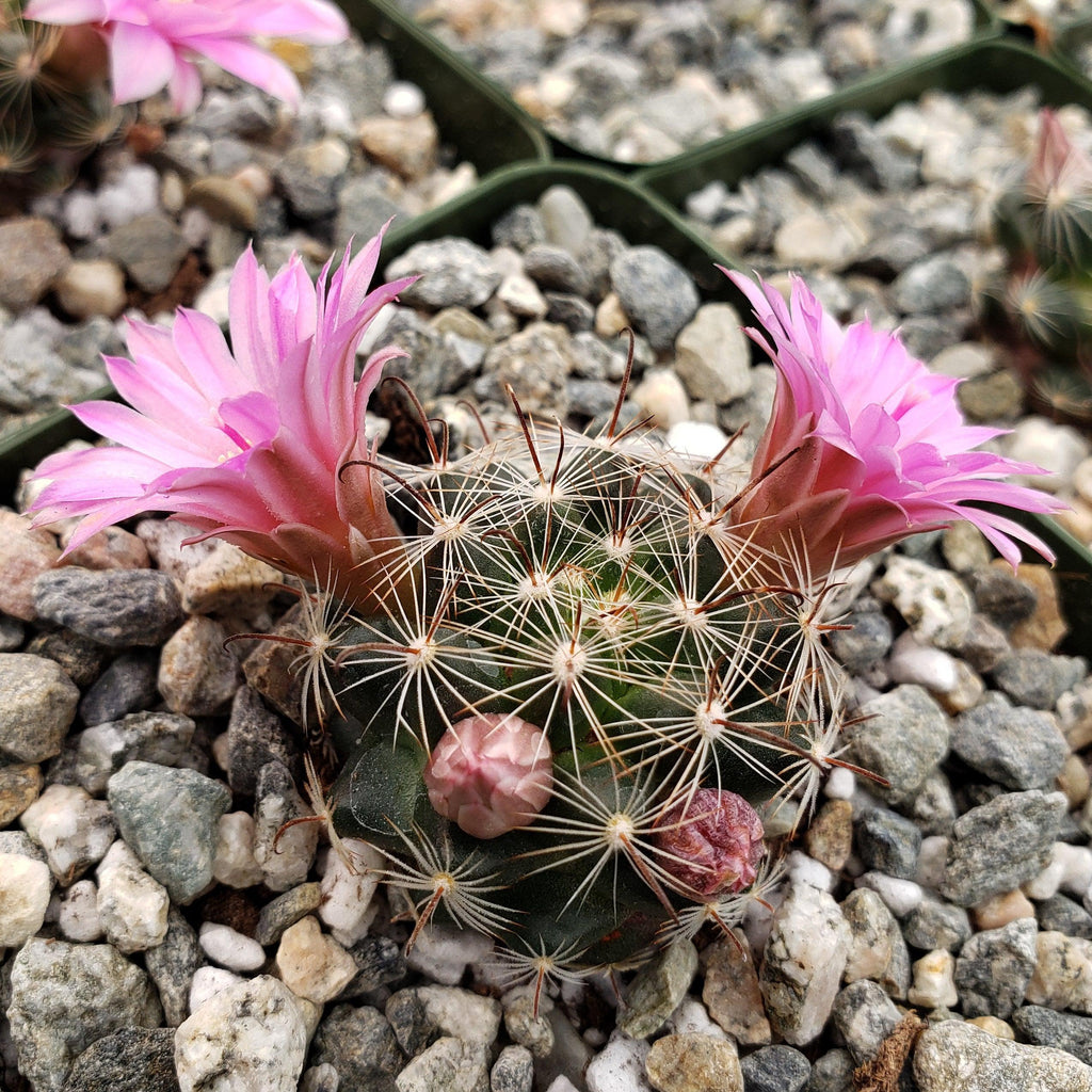 Mammillaria longiflora stampferi
