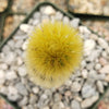 Cleistocactus winteri Golden Rat Tail
