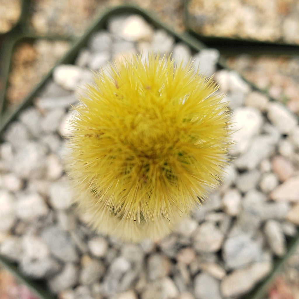 Cleistocactus winteri Golden Rat Tail