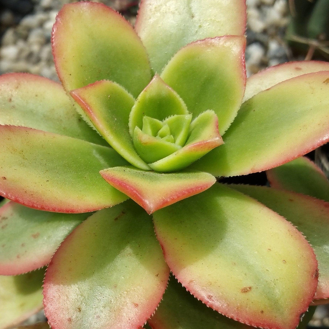 Aeonium Haworthii outlet hybrid 8