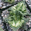 Faucaria tuberculosa soto