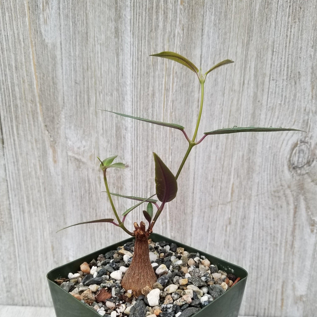 Petiopenta natalensis