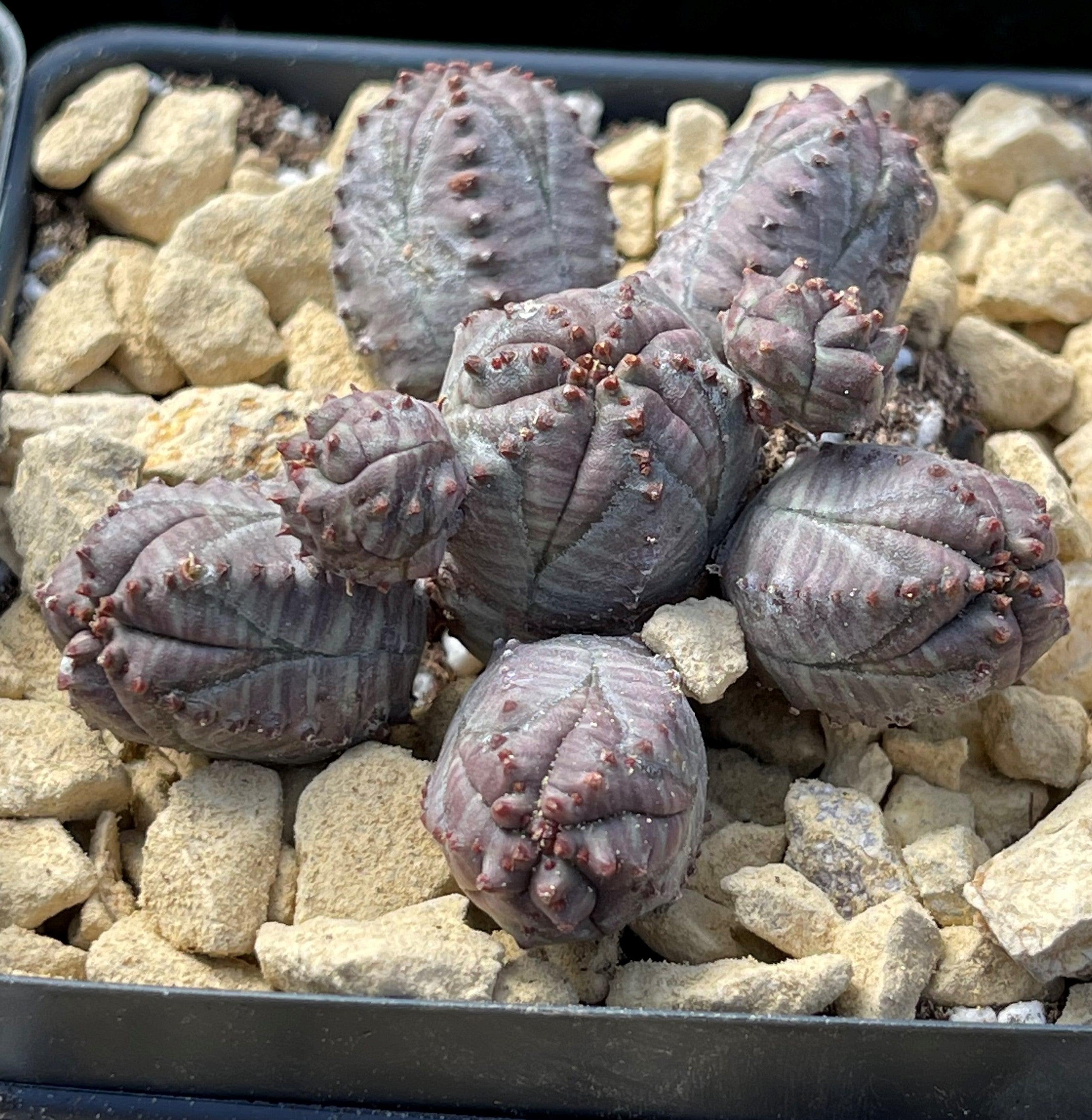 Euphorbia pseudoglobosa