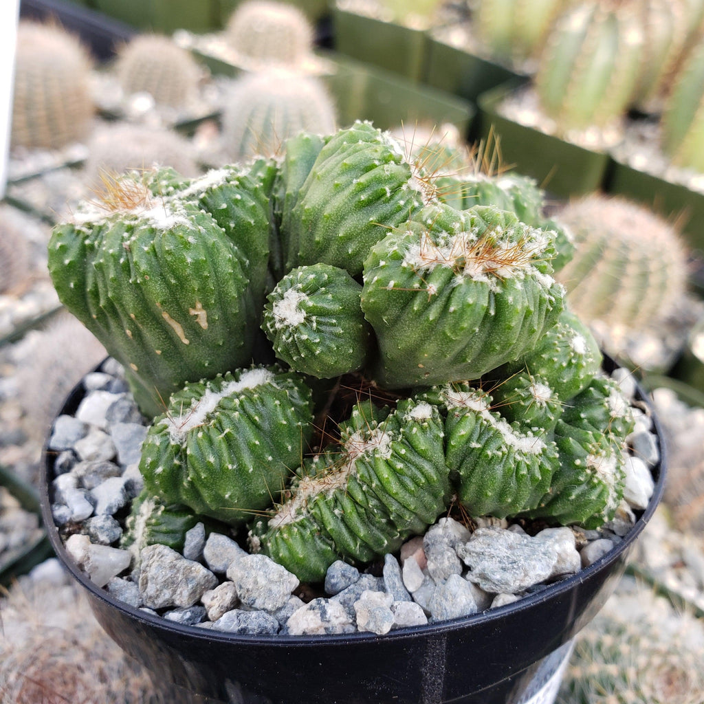 Cereus forbesii crest monstrose Ming Thing
