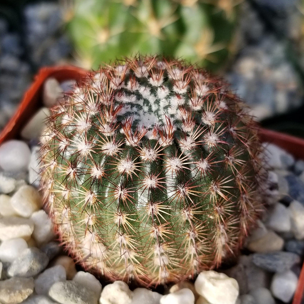 Notocactus rutilans