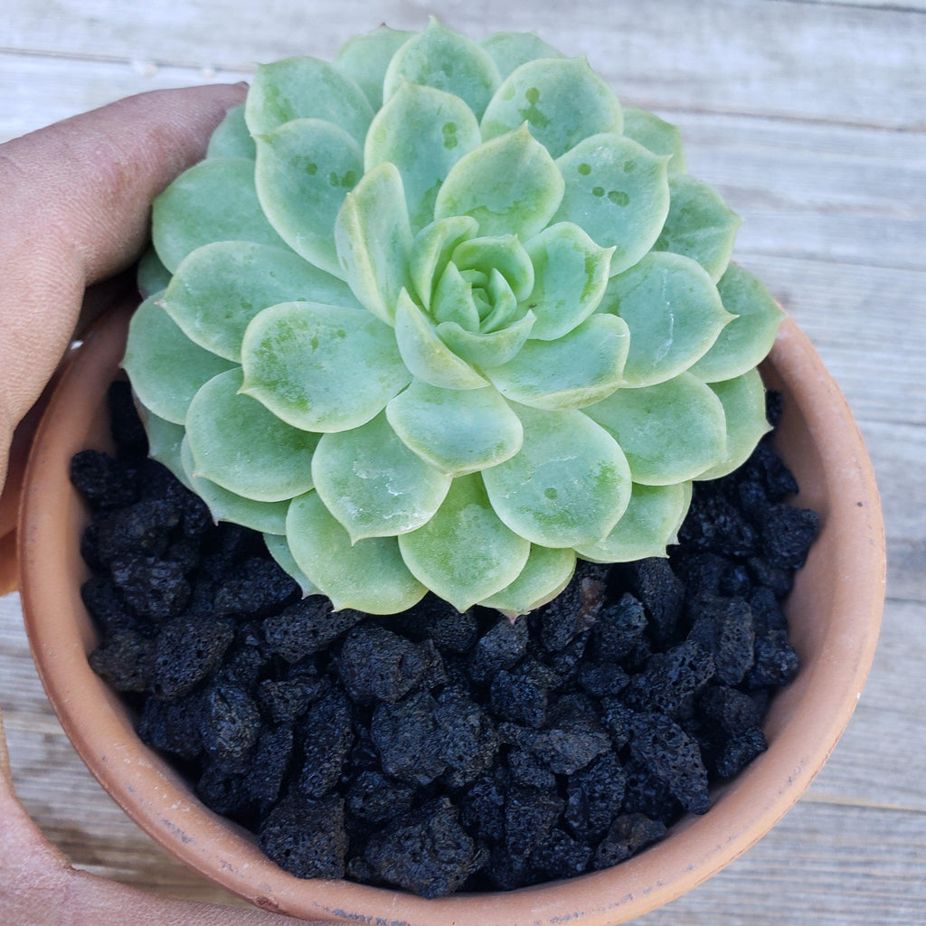 Black Volcanic lava Rock Cactus and Succulent Top Soil Dressing